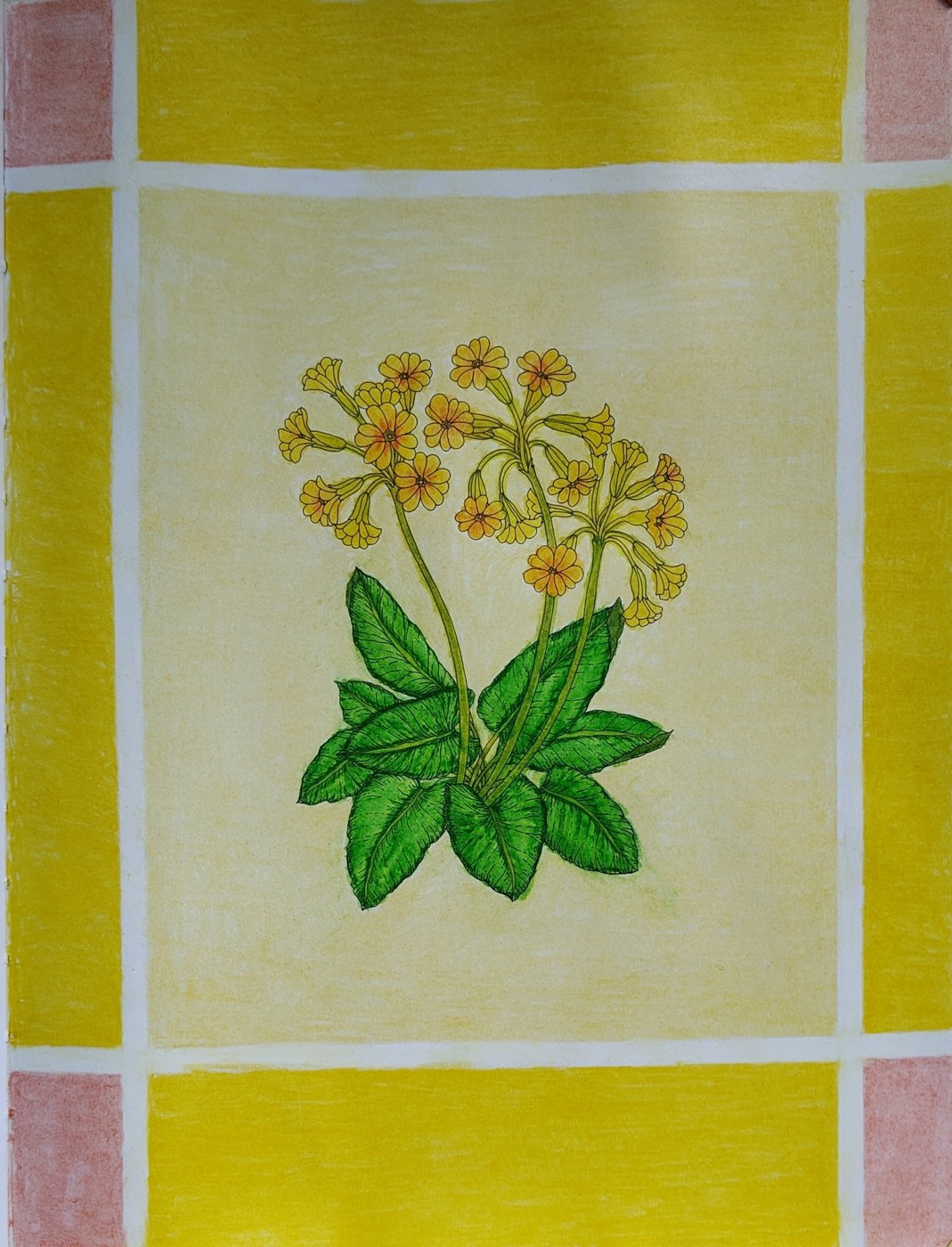 Primula veris - Первоцвет весенний от Annakrum (2/2)