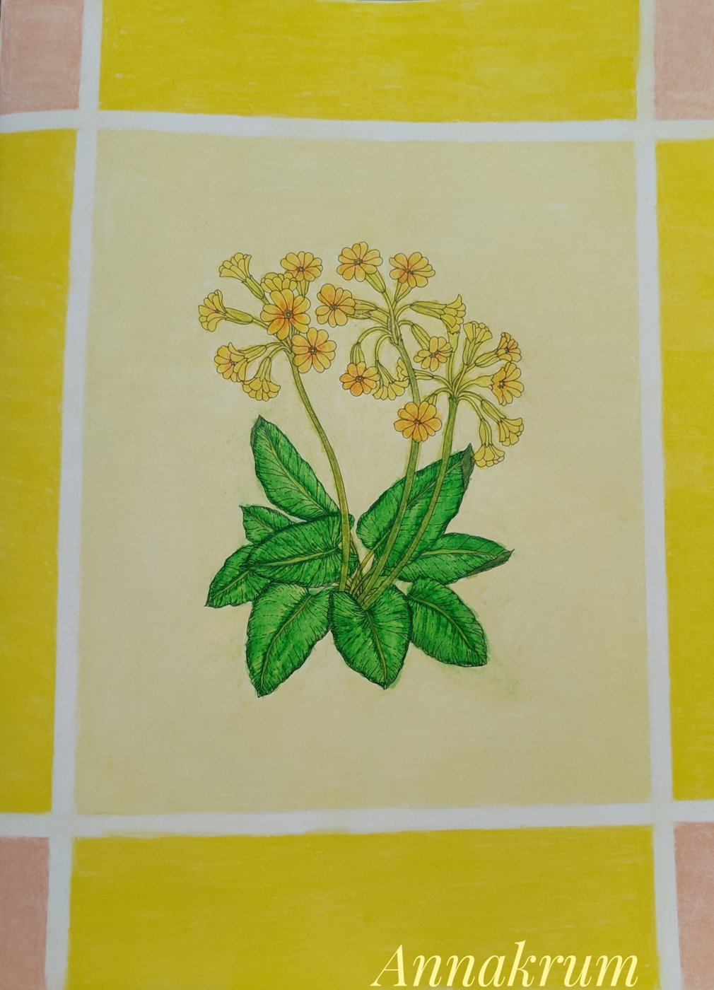 Primula veris - Первоцвет весенний от Annakrum (1/2)