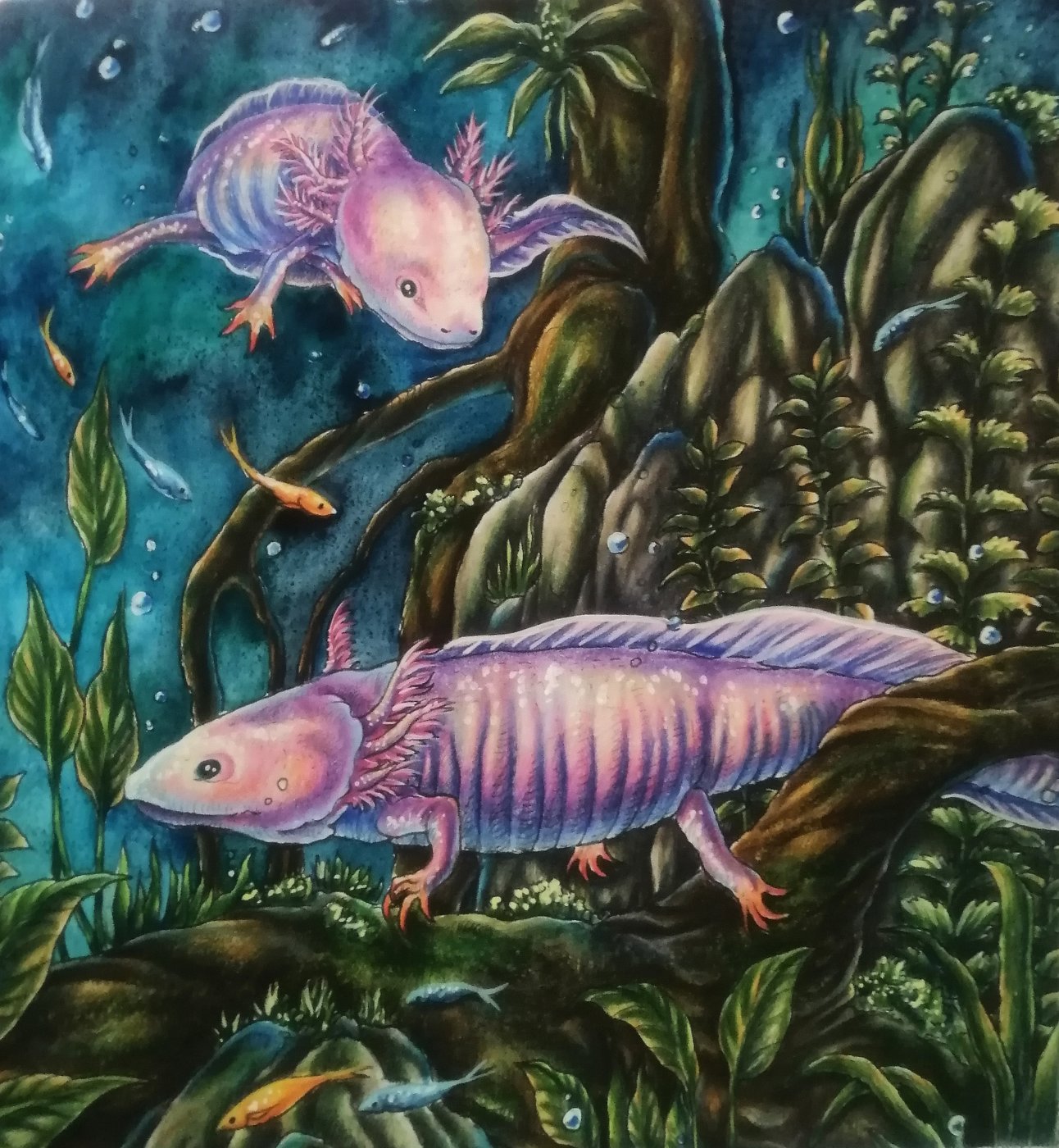 Axolotls. от Sophia (3/3)