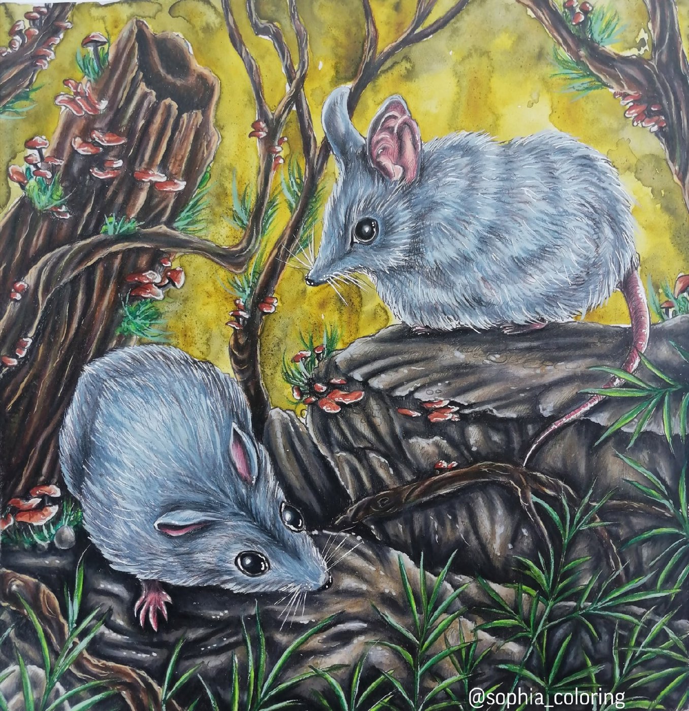 Kangaroo island Dunnarts. от Sophia