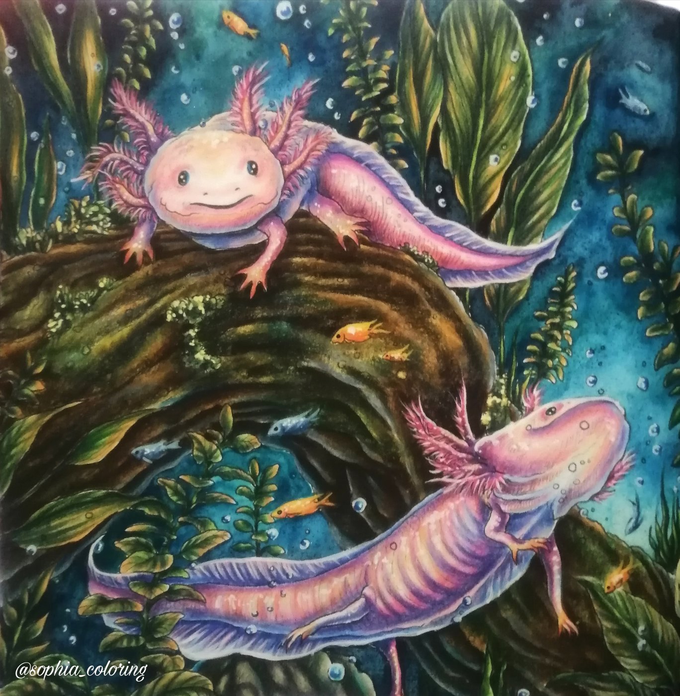 Axolotls. от Sophia (2/3)