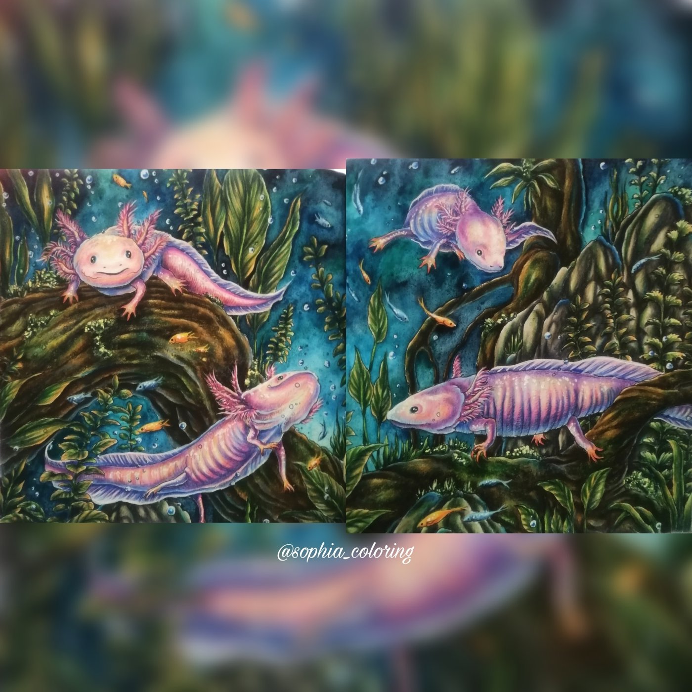Axolotls. от Sophia (1/3)