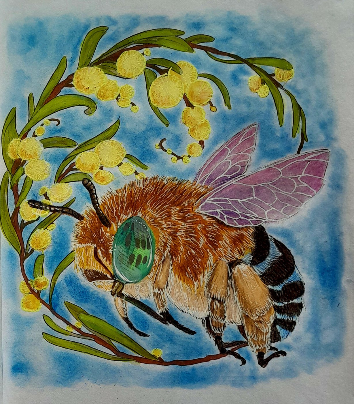 Blue banded bee от AlineD (1/2)