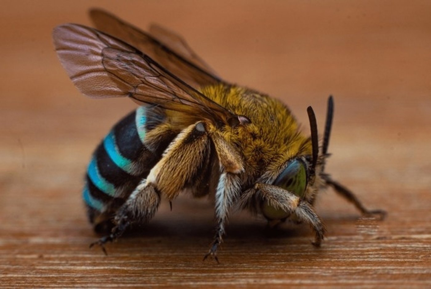 Blue banded bee от AlineD (2/2)