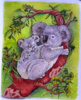 Коалы от AlineD