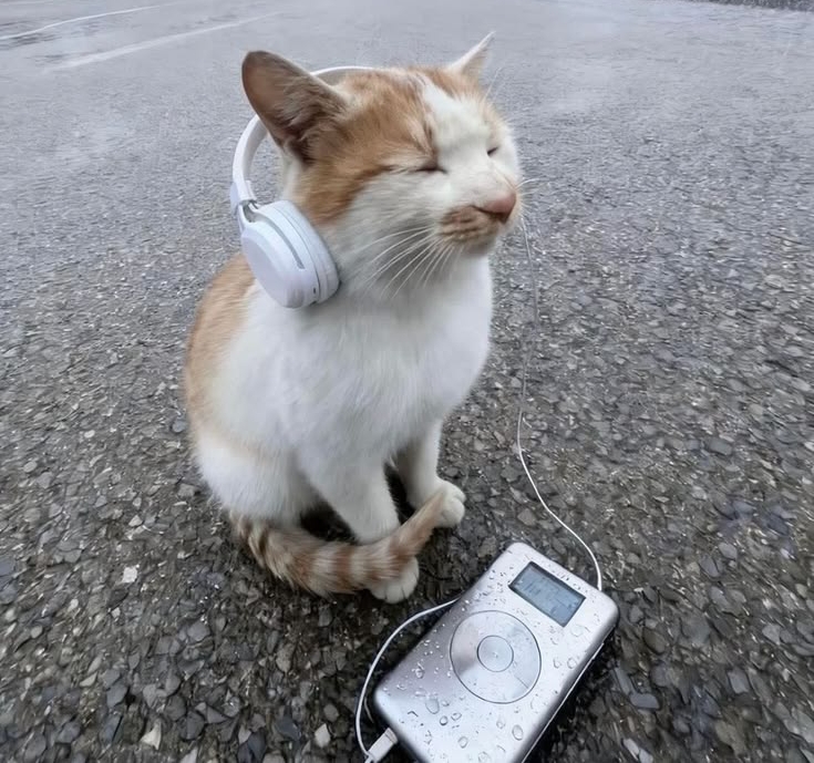 Музыкальная пауза 🎶
