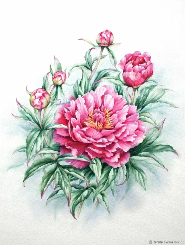 Пионы- цветы  июня!🌸